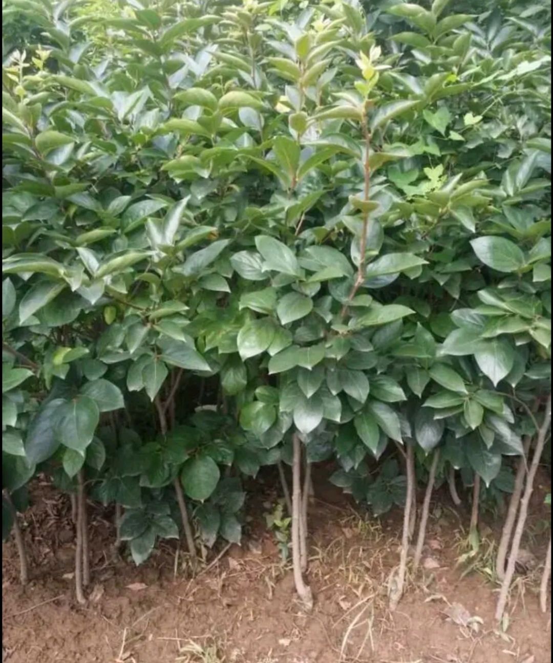 黑柿苗 嫁接黑柿子树苗 当年结果 基地直销现挖现发 品种纯正