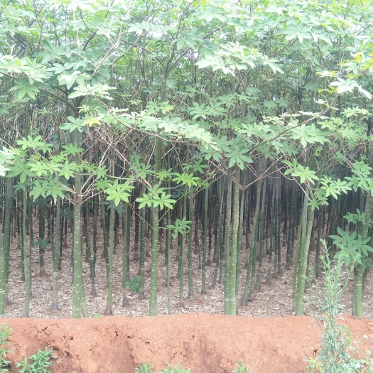 遂溪县 2万棵发财树40亩左右，找能一次性清地老板