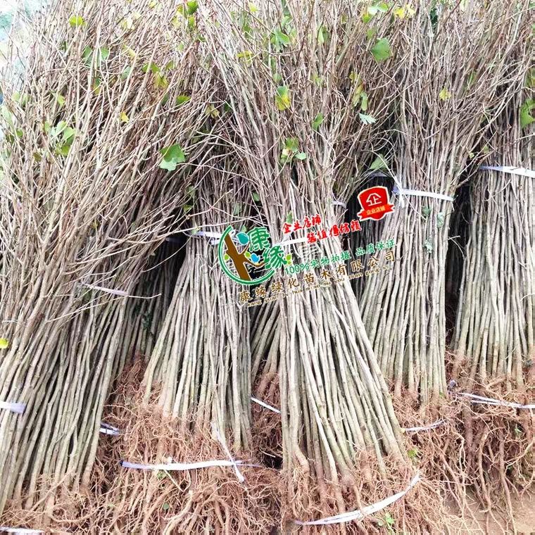 占地拆迁苗 银杏树苗 银杏苗 白果小苗 庭院植物行道绿化苗