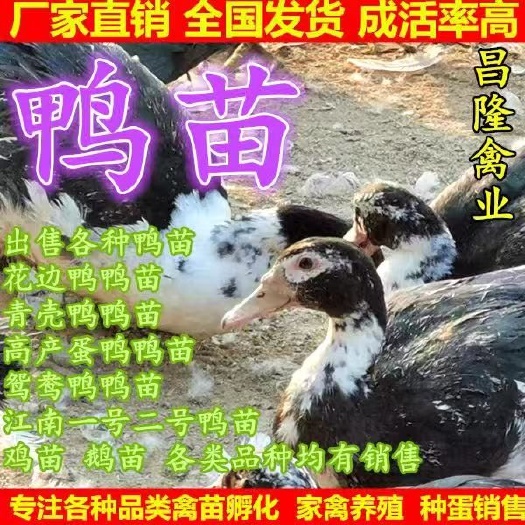 新野县麻鸭苗  鸭苗（花边鸭，麻鸭，青壳鸭，江南一号）等成活率高，包打疫苗