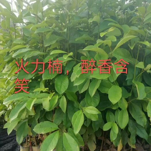 火力楠木苗 基地直销火力楠苗，火力楠营养袋苗，火力楠批发