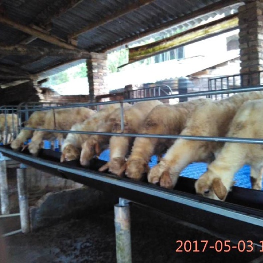 武平县纯种澳洲白：公母”种羊，肉羊，澳湖一代种公羊.小母羊。