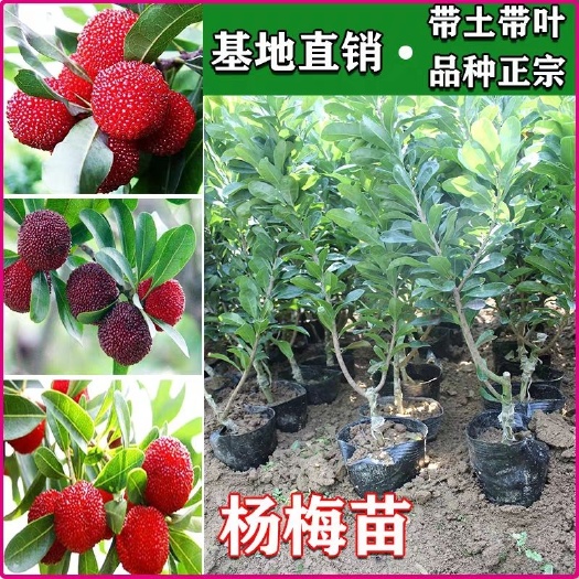 容县东魁杨梅树苗 正宗东魁杨梅嫁接苗基地直销一件包邮