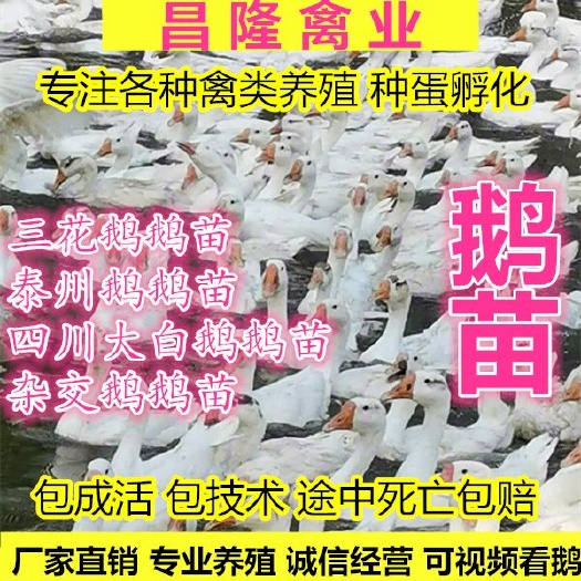 谷城县大品种三花鹅苗，泰州鹅苗等。孵化厂直供包打疫苗包回收