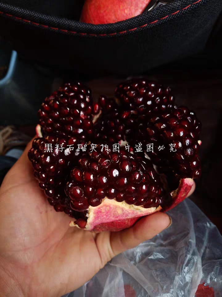 黑美人石榴苗  红皮黑籽   果大
黑玛瑙石榴优质苗
可免费提供种植技术