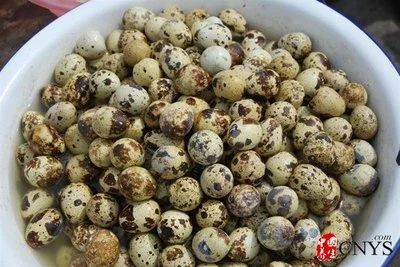 武陟县白羽鹌鹑蛋 大量出售，量大价格优惠