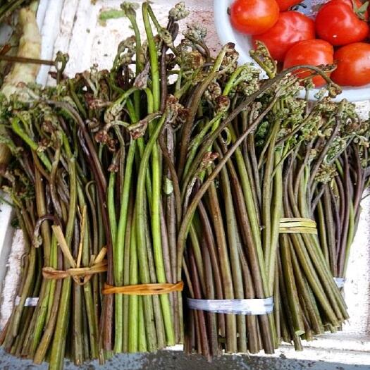 福泉市 大量蕨菜