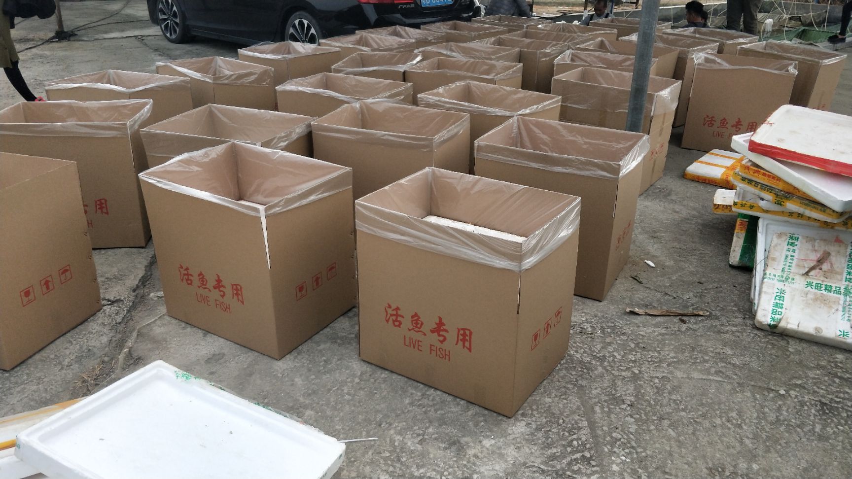  高档淡水鱼苗 渔场直发 耐寒性更高 银鳕鱼苗