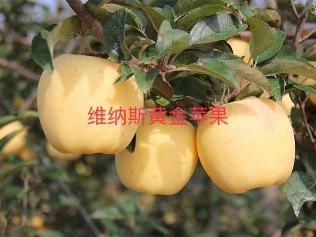辛集市维娜斯黄金苹果树苗  （黄色富士）市场紧俏品种。卖价高好吃。