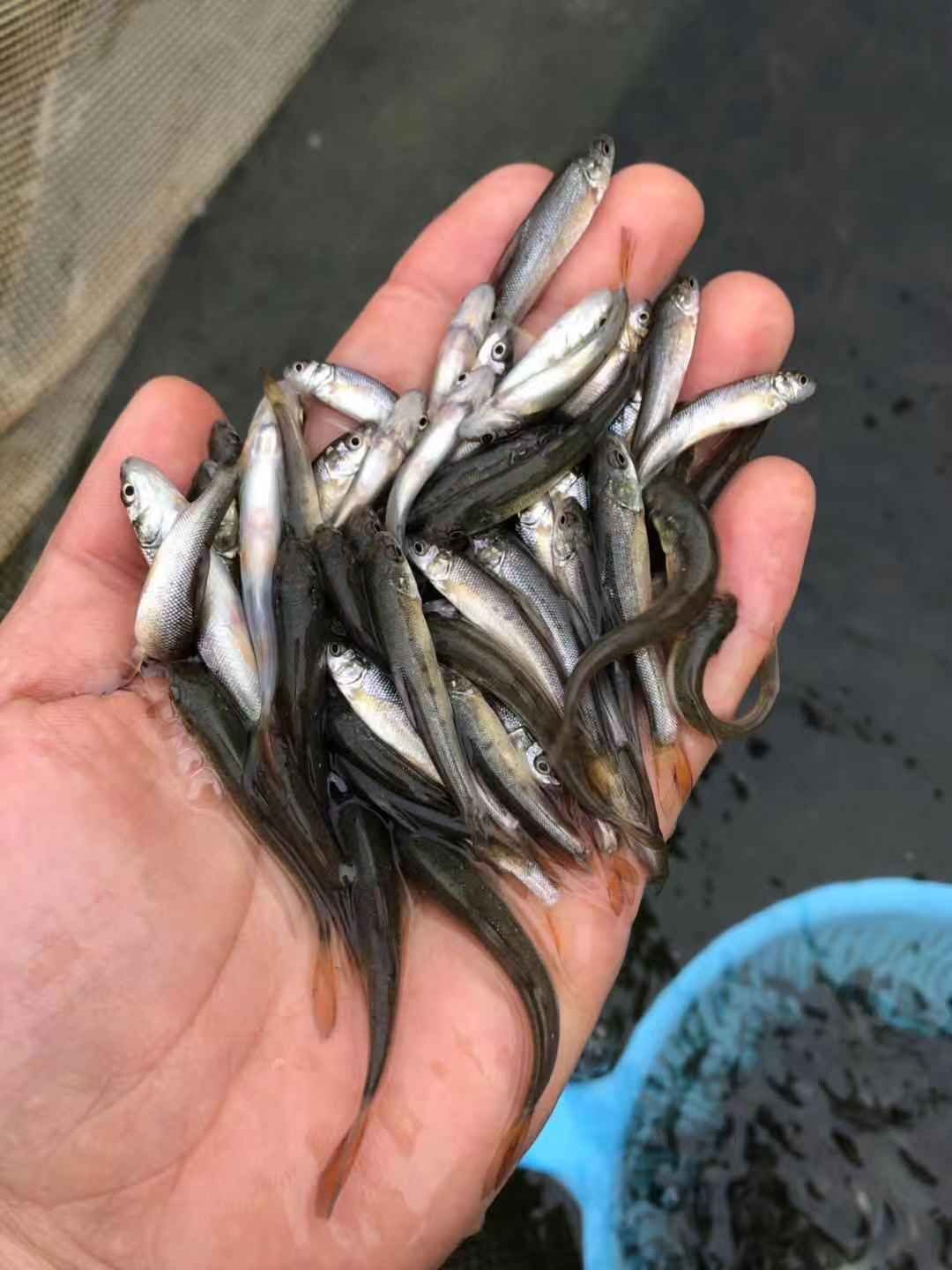  高档淡水鱼苗 渔场直发 耐寒性更高 银鳕鱼苗