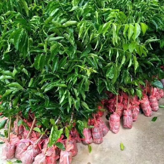 灵山县 黄皮果苗嫁接苗黑皮黄皮有需要的老板请联系