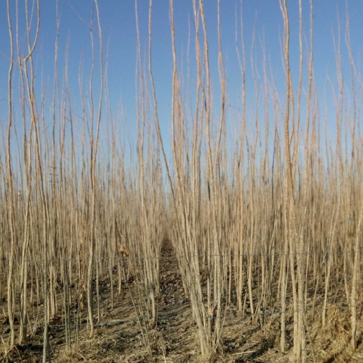 杨树种子  1~2公分绿化工程苗 抗虫无絮 原冠速生 自营苗圃优惠直销