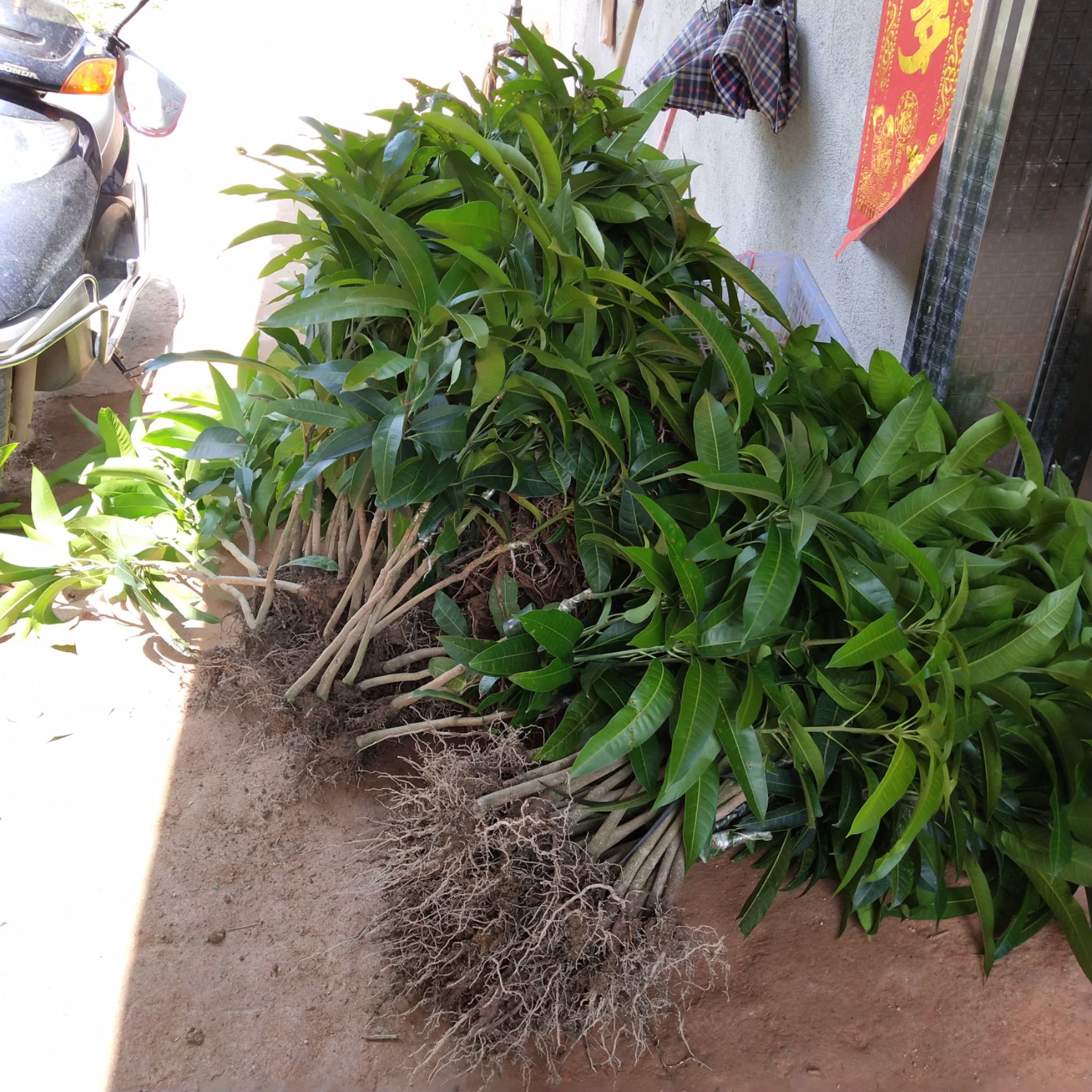 金煌芒果苗 嫁接苗裸根沾红泥浆保湿发货包邮价格优惠