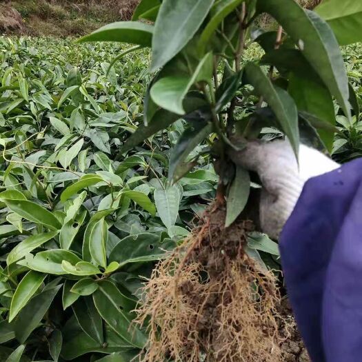 通道县粉红黑老虎苗 布福娜一年苗，基地直供，保证质量