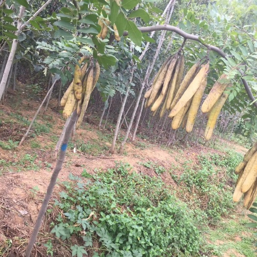 平邑县基地直供无刺皂角苗，欢迎前来订购签订合同负责回收