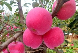 辛集市烟富苹果苗  2～4公分脱毒烟富3苹果苗，