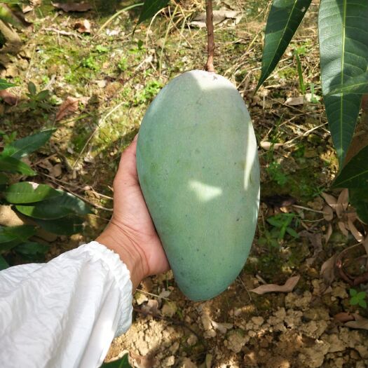 灵山县金煌芒果苗 嫁接苗带原装杯带叶子发货成活率非常高包邮苗子靓丽价格优惠