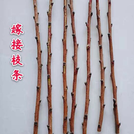 平邑县 桃树嫁接枝条