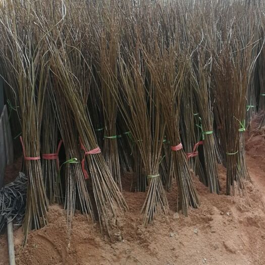 桑植县 供应黄柏苗和各种水果苗