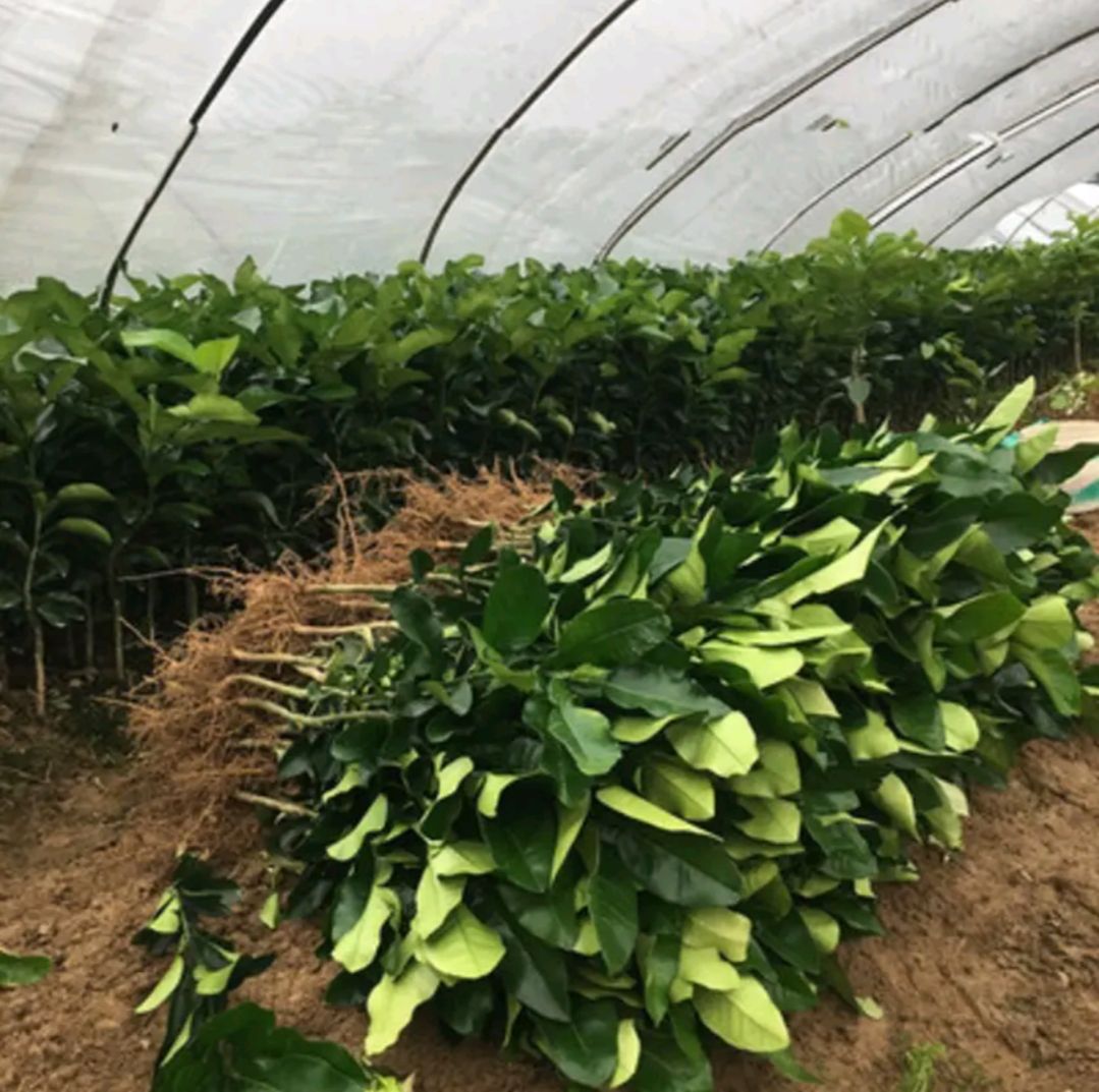 红肉蜜柚苗 优质嫁接苗 适合南北方种植