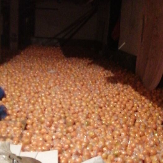 新宁县脐橙 湖南省邵阳市新宁县 地头通货