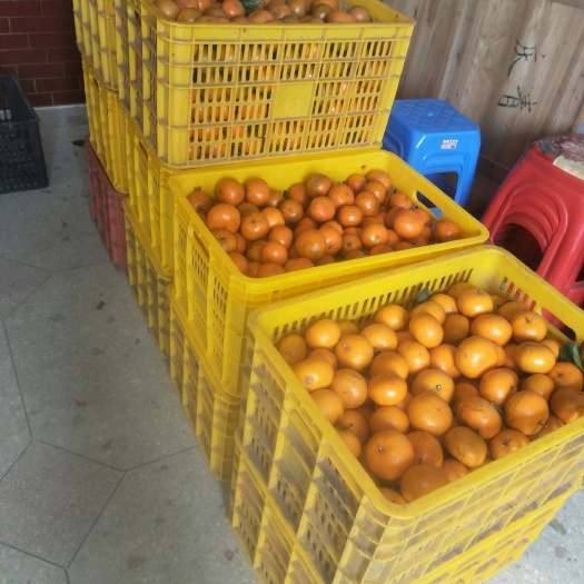 江华县 茂谷柑