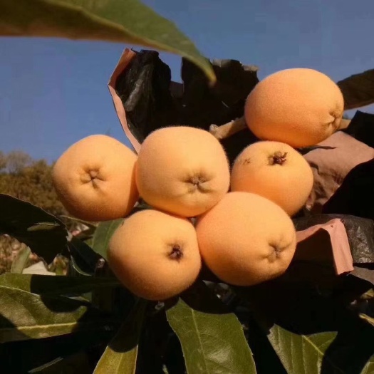 米易县 攀枝花米易早春枇杷