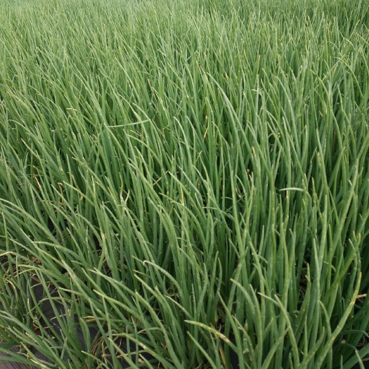 泸西县小香葱