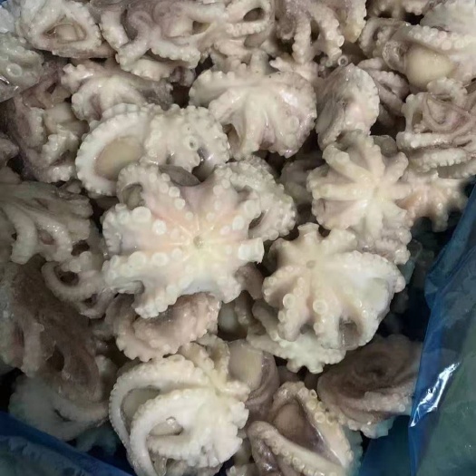 东港市朝鲜贝 朝鲜冻品