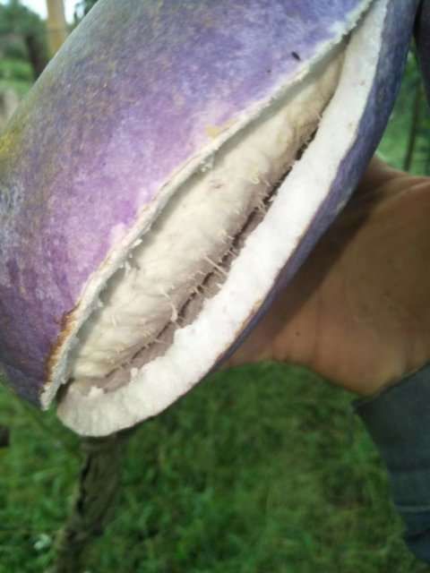  纯紫色八月瓜苗