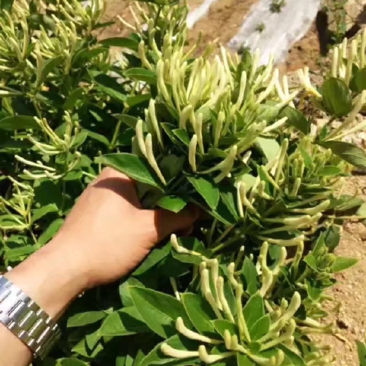 平邑县四季金银花苗  我公司大量推广金银花种苗欢迎前来基地考察合作