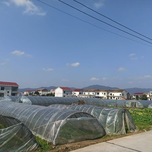 醴陵市 茄苗、川椒、辣椒苗