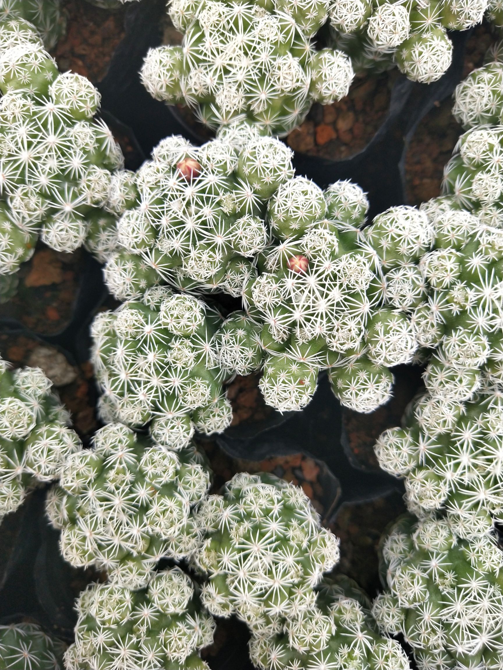 种植大棚 白鸟 自家大棚种植，一手货源，喜欢的可以找我问品种