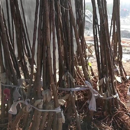 栖霞市 金秋蜜桃，甜度高，晚熟品种