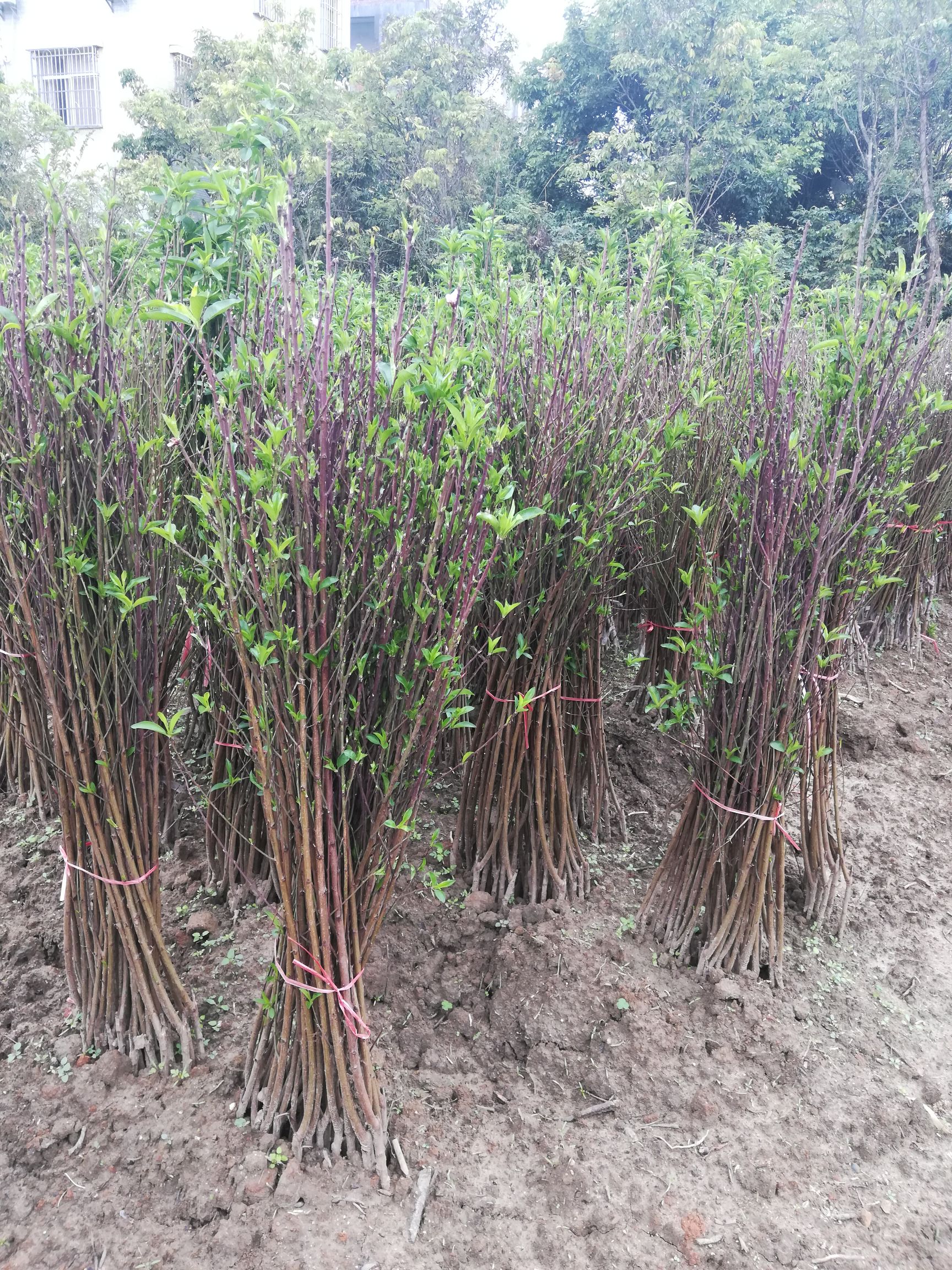 水蜜桃苗  鹰嘴桃苗，嫁接苗