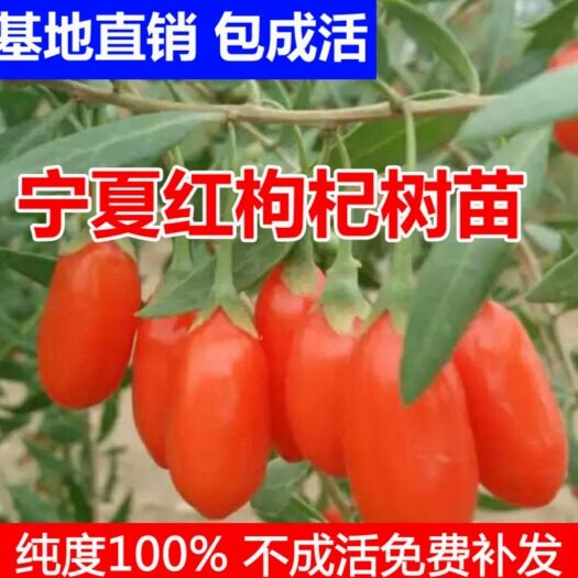 平邑县宁夏枸杞苗 红枸杞苗产量高基地直销保湿发货
