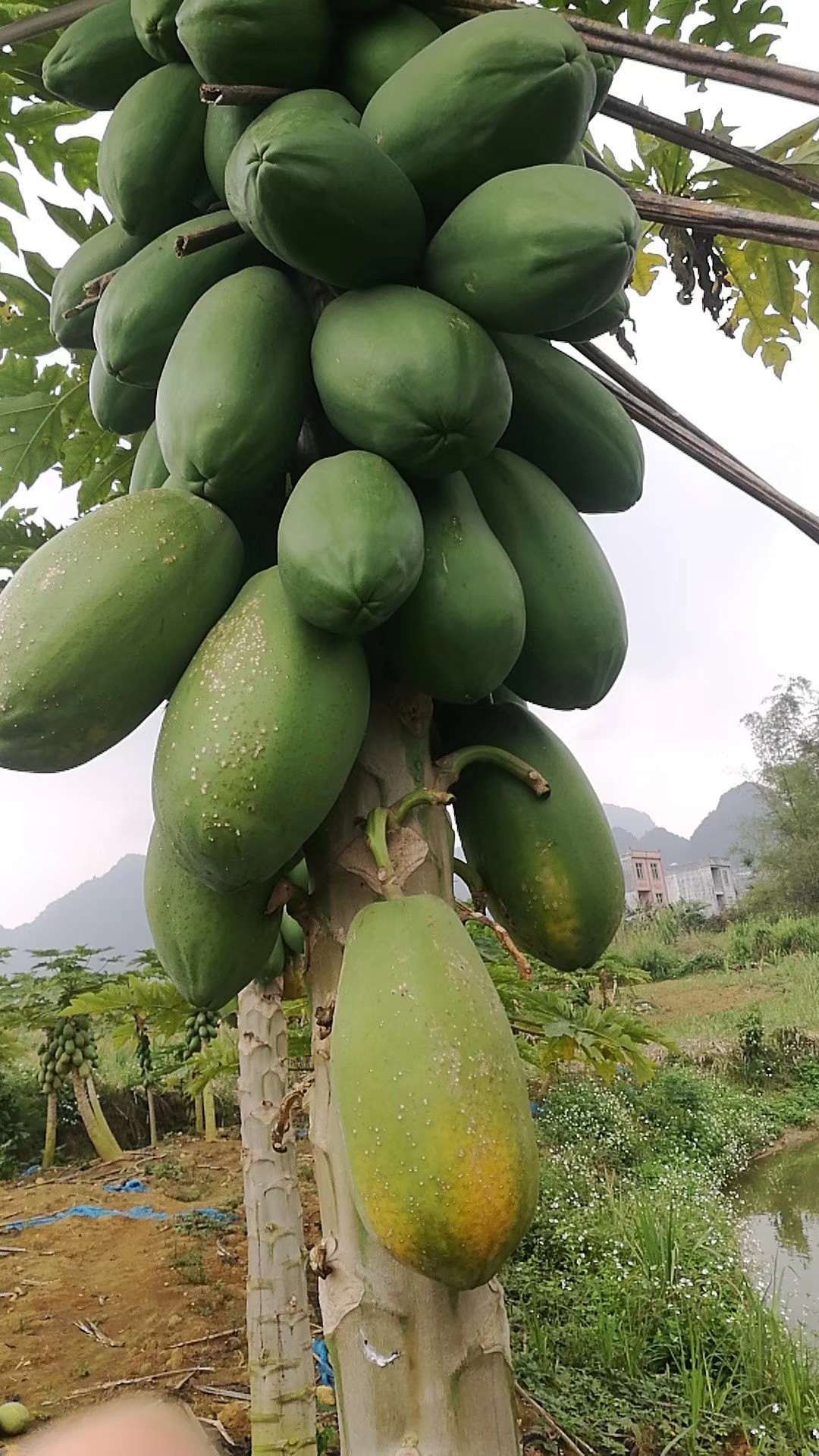 光皮木瓜  红心奶油木瓜 9斤装4-6个  果大肉厚 甘甜脆