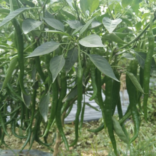博白县 新苗辣椒