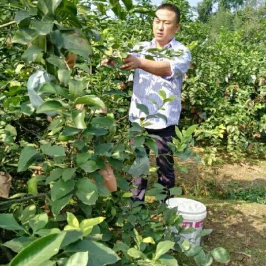 安岳县柠条苗 柠檬苗
