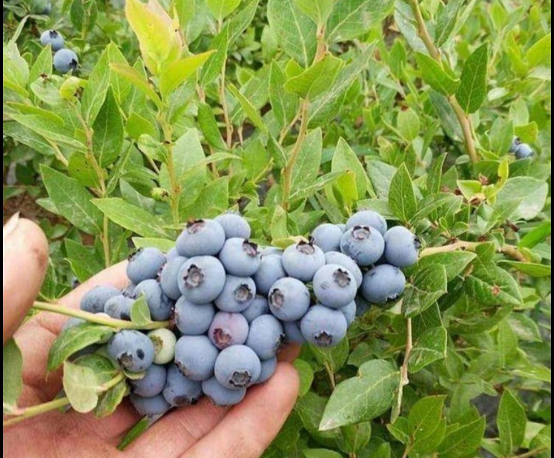 兔眼蓝莓苗 蓝莓苗树苗 南北方盆栽地栽蓝莓苗 带土发货 庭院阳台种植