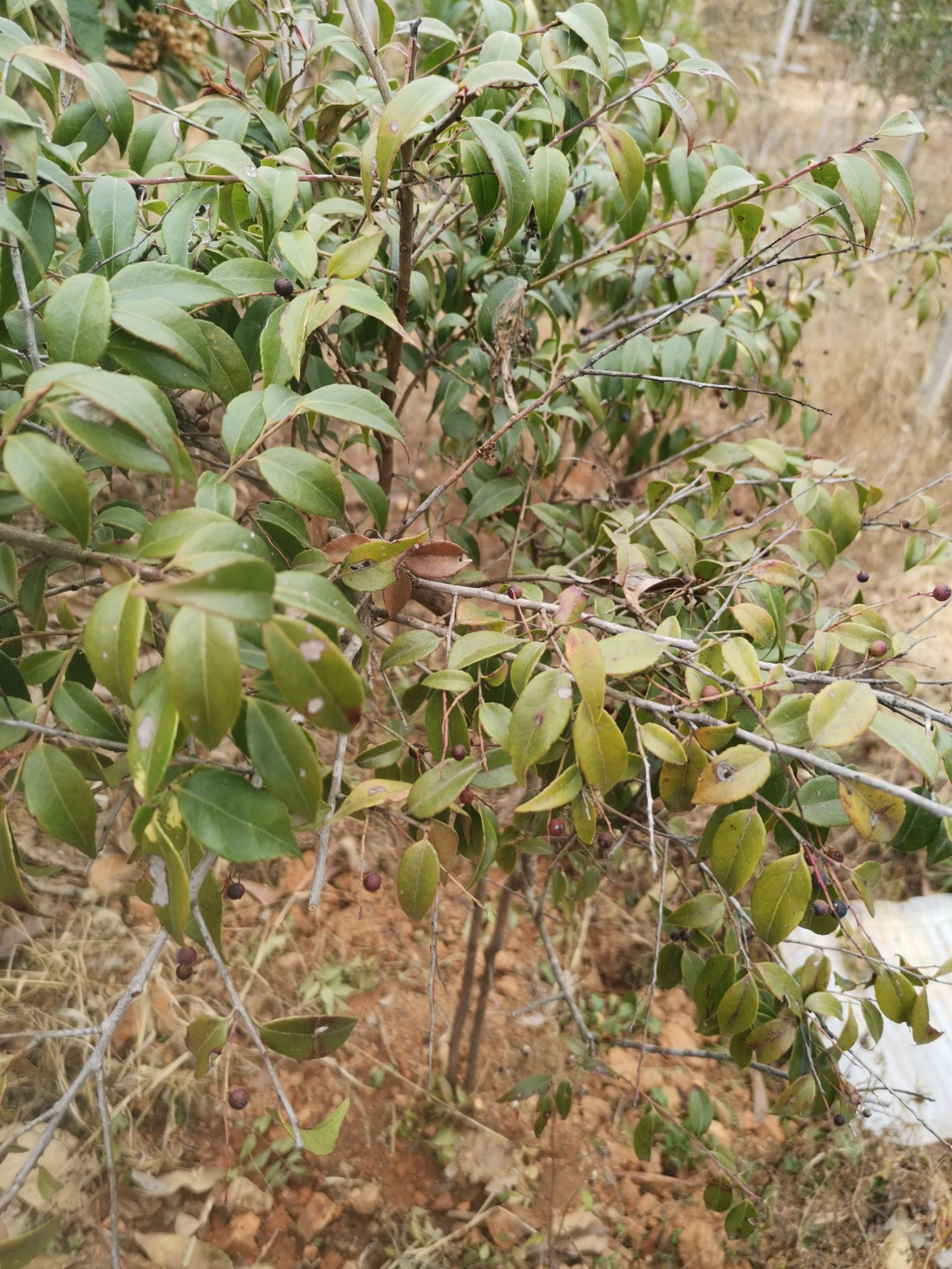 南烛叶树  染菽乌饭叶康菊山地实生苗