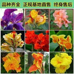 精品大花美人蕉，基地直销，保证品种，保证质量，保成活
