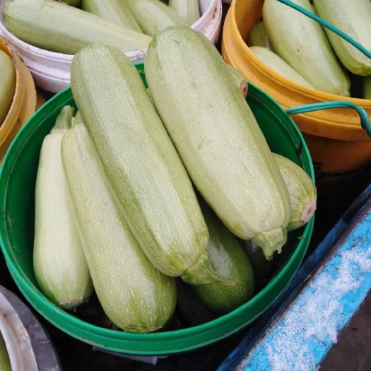 平原县 大量批发西葫芦