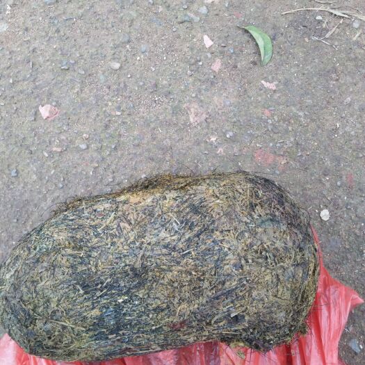 桂林猪鬃草