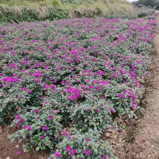 宜宾 川南:四川宜宾三角梅最大基地