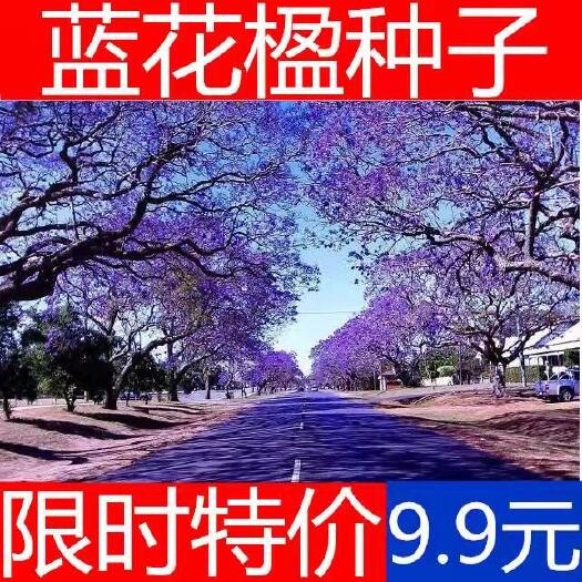 女贞树种子 蓝花楹种子 蓝花楹净种子 带壳种子 高档绿化树种 蓝雾树包邮