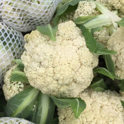 福鼎市白花菜花  2**3斤