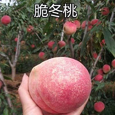 平邑县巨型冬桃苗 巨型冬桃，超级脆甜，个头大，桃苗现挖现发货，包成活，无假苗