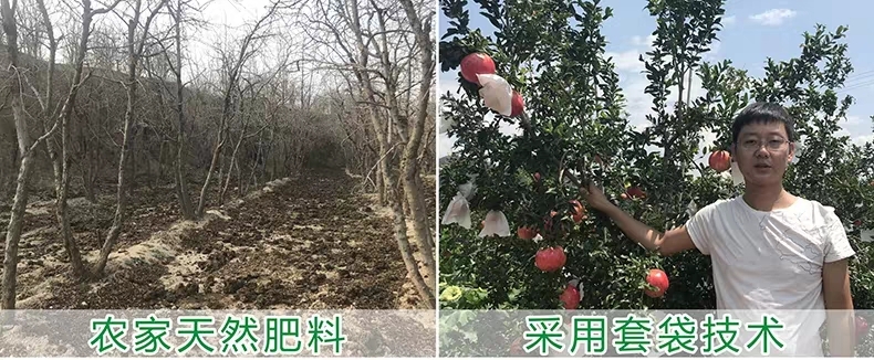 周口突尼斯软籽石榴 果坏了包赔，都是新鲜   还没树有要软子石榴