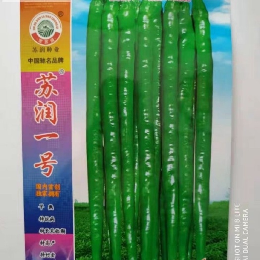 沭阳县线椒种子   苏润一号辣椒种子线椒早熟高产抗病口感很好特长采
